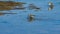 Dunlin, Calidris alpina, searching for food at sea shoreline, close-up portrait, selective focus, shallow DOF