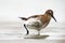 The dunlin Calidris alpina in the shallows lagoon.Portrait of a water bird with a light background