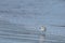 Dunlin Calidris alpina a small wade on the beach Delta del Ebro