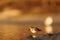 Dunlin feeding at seaside beach