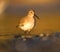 Dunlin feeding at seaside beach