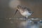 Dunlin feeding at seaside beach