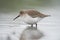 Dunlin feeding at seaside beach