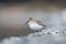 Dunlin feeding at seaside beach