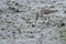 Dunlin foraging in mud