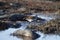 Dunlin, a medium sized sandpiper and shorebird searching for food along the arctic shore