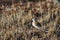 Dunlin, a medium sized sandpiper and shorebird searching for food along the arctic shore