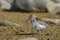 Dunlin, a medium sized sandpiper and shorebird searching for food along the arctic shore