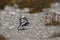 Dunlin, a medium sized sandpiper walking away