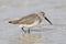 Dunlin in non-breeding plumage foraging on a Florida beach