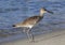 Dunlin Races Down the Beach With His Sand Flea Catch