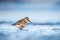 Dunlin resting during autumn migration