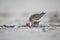 A dunlin resting and foraging during migration on the beach of Usedom Germany.