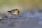 A dunlin resting and foraging during migration on the beach of Usedom Germany.