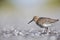 A dunlin resting and foraging during migration on the beach of Usedom Germany.
