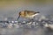 A dunlin resting and foraging during migration on the beach of Usedom Germany.