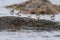 Dunlin resting at seaside beach