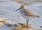 Dunlin on Rocky Shore