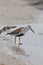 Dunlin with a Sandpiper in  background