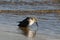 A Dunlin sandpiper bird probing the beach