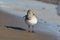 A Dunlin sandpiper stands along the beach