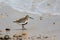 Dunlin. Sandpiper wader on wet sand at the beach. Coastal wildlife.