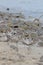 Dunlin with a Sandpipers on Delaware Beach