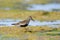 Dunlin in seaweed