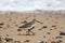 Dunlin shore bird walking on the beach. Coastal seaside bird lif