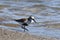 Dunlin shore bird walks along shore