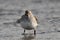 Dunlin shorebird standing in water