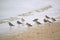 Dunlin Shorebirds on the beach