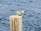 Dunlin sitting and looking for prey on a tree stump sticking out of the water in the Hula Lake Nature Nature Reserve in the north