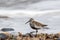 Dunlin small coastal wading bird in the sandpiper family. Walking over beach pebbles on the shoreline.