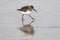 Dunlin stepping on an ice covered piece of water with front foot elevated