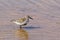 Dunlin stood in water