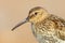 Dunlin wader bird on beach during migration