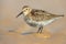 Dunlin wader bird on beach during migration