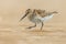 Dunlin wader bird on beach during migration