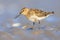 Dunlin wader bird on beach during migration
