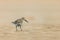 Dunlin wader bird on beach during migration