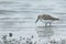 Dunlin wading in Taiwan