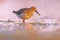 Dunlin in Wetland against bright background