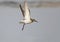 A dunlin in winter plumage in flight