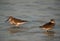 Dunlins in breeading plumage at Busaiteen coast, Bahrain