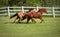 Dunn and Chestnut Horse galloping in pasture