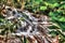 Dunn`s River Falls in Jamaica