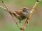 Dunnock