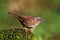 Dunnock bird perched on rock