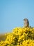 Dunnock bird Prunella modularis in colorful spring